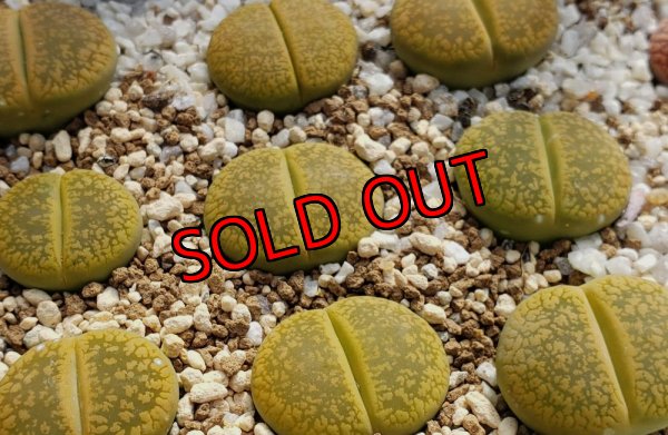 画像2: Jackson's Jade C395【25-10】