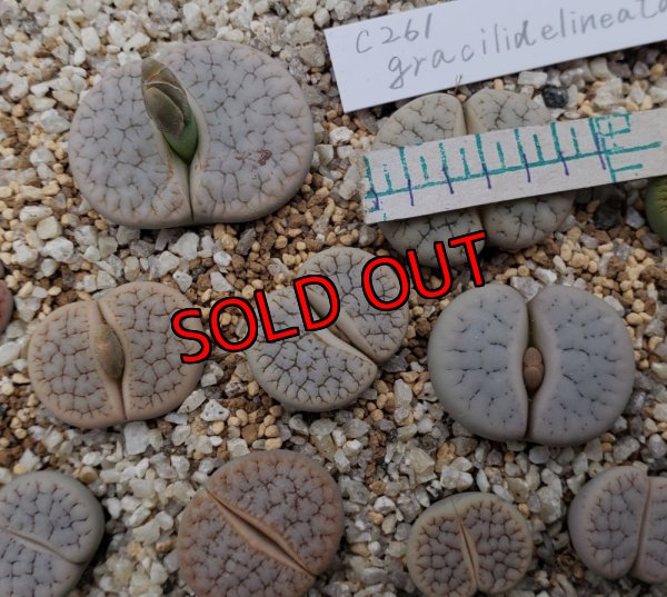 画像2:  var. gracilldelineata, C261 【25-10】