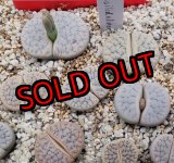 画像:  var. gracilldelineata, C261 【25-10】