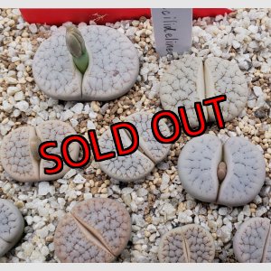 画像:  var. gracilldelineata, C261 【25-10】