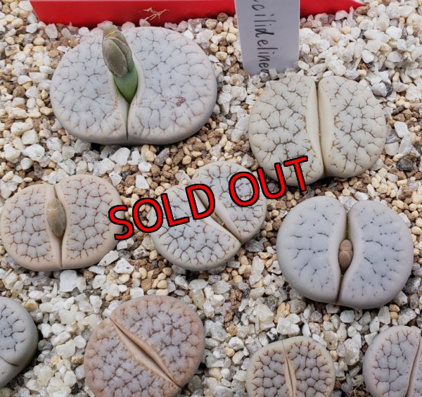 画像1:  var. gracilldelineata, C261 【25-10】