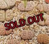 画像:  var. gracilldelineata, C374【25-10】