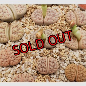 画像:  var. gracilldelineata, C374【25-10】