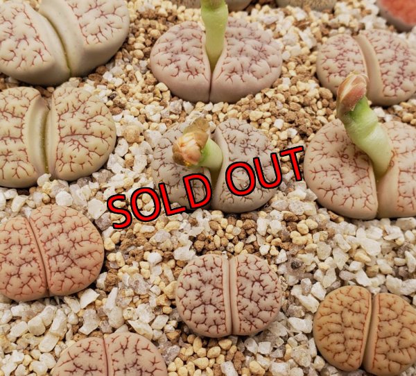 画像1:  var. gracilldelineata, C374【25-10】