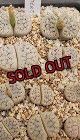 画像:  var. gracilldelineata, C385【25-10】