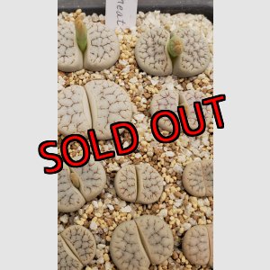 画像:  var. gracilldelineata, C385【25-10】