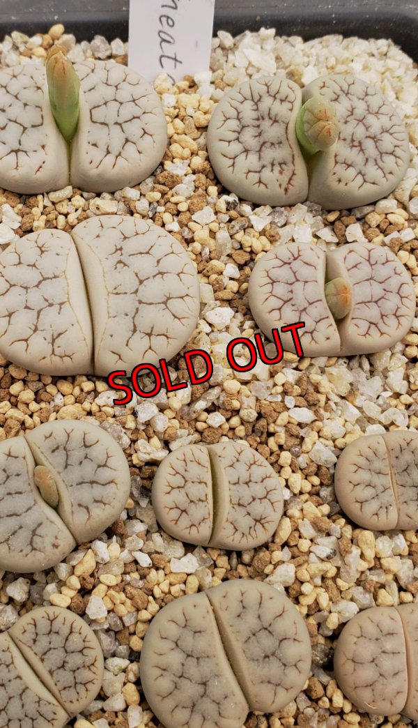 画像1:  var. gracilldelineata, C385【25-10】