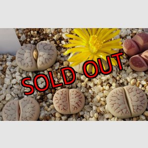 画像:  var. gracilldelineata,streyi C373【25-10】