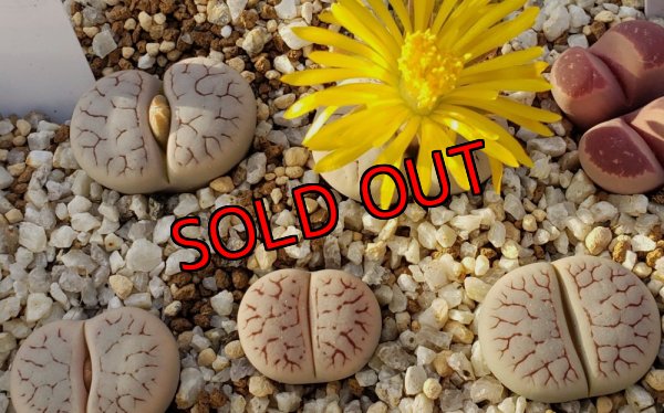 画像1:  var. gracilldelineata,streyi C373【25-10】