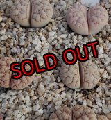 画像:  C189 ssp. gracilidelineata v. waldroniae【25-10】