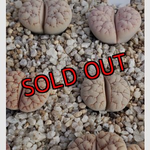 画像:  C189 ssp. gracilidelineata v. waldroniae【25-10】