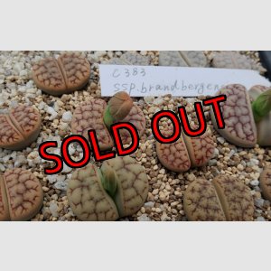 画像: ssp. brandbergensis C383【25-10】