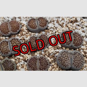 画像: hallii Black spiderweb【25-10】