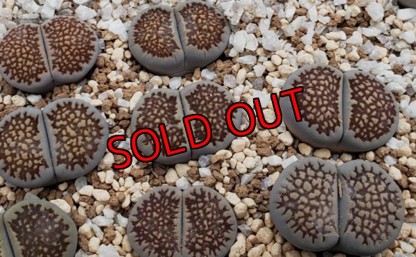 画像1: hallii Black spiderweb【25-10】