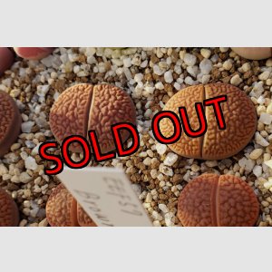 画像: v. marginata C155【25-10】