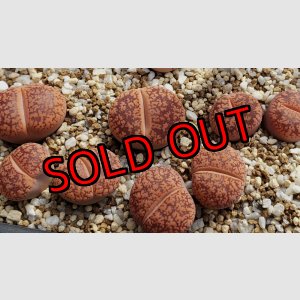 画像:  'Majading' K. G. 【25-10】