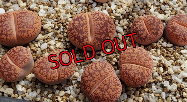 画像1:  'Majading' K. G. 【25-10】