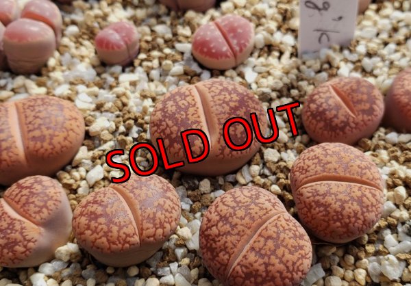 画像2:  'Majading' K. G. 【25-10】