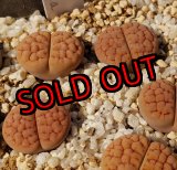 画像: LuteaC38【25-10】