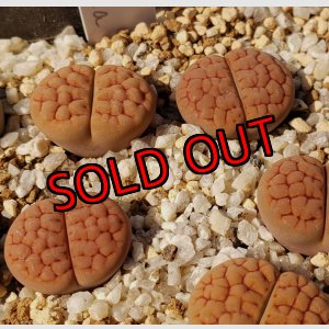 画像: LuteaC38【25-10】