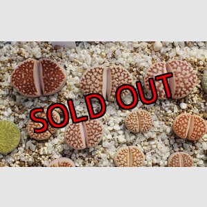 画像: Red julii EEF 109 /Red Reticulata　【25-10】