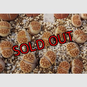 画像: Brown julii EEF57/chatora/2H【25-10】