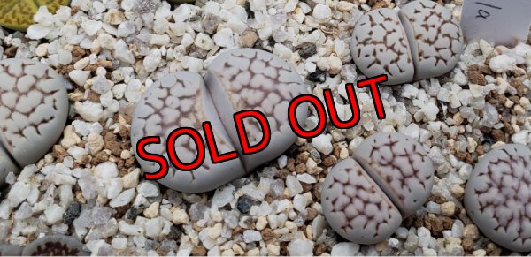 画像2: Chrysocephala C205　【25-10】