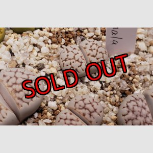 画像: Chrysocephala C205　【25-10】