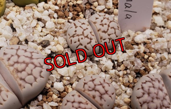 画像1: Chrysocephala C205　【25-10】