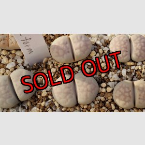 画像: Chrysocephala C205 pallid form 【25-10】