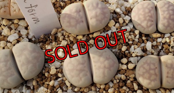 画像1: Chrysocephala C205 pallid form 【25-10】