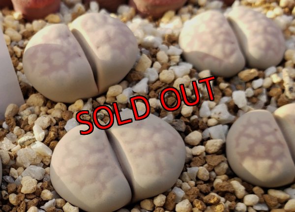 画像2: Chrysocephala C205 pallid form 【25-10】