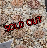 画像:  Reticulate formC64【25-10】