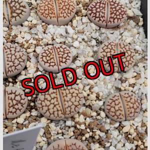 画像:  Reticulate formC64【25-10】