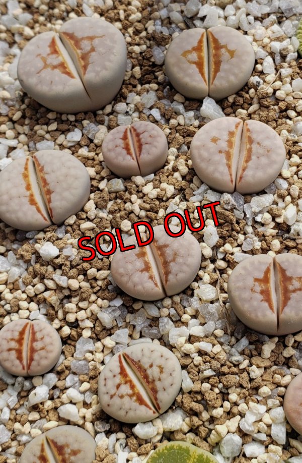 画像2:  Hot Lips【25-10】