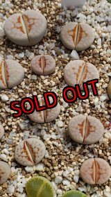 画像:  Hot Lips【25-10】