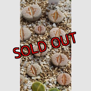 画像:  Hot Lips【25-10】