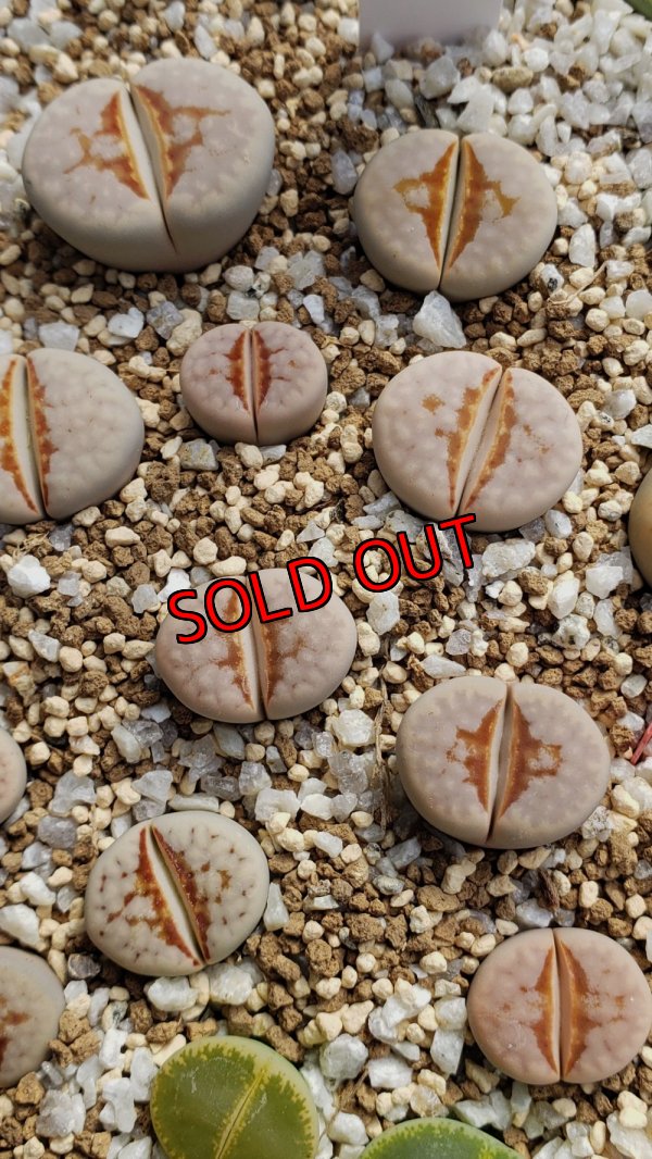 画像1:  Hot Lips【25-10】