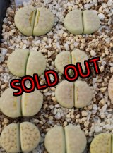 画像: Peppermint Creme C297A 【25-10】