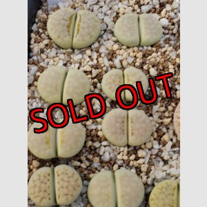 画像: Peppermint Creme C297A 【25-10】