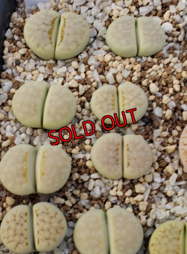 画像1: Peppermint Creme C297A 【25-10】