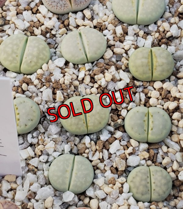 画像2: Peppermint Creme C349A 【25-10】