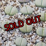 画像: Peppermint Creme C349A 【25-10】