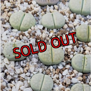 画像: Peppermint Creme C349A 【25-10】