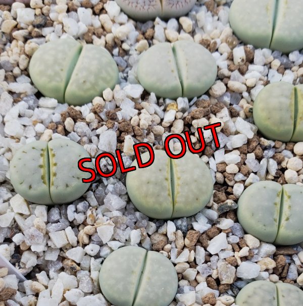 画像1: Peppermint Creme C349A 【25-10】