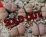 画像: pink Stitch　ex C216/2H  【25-10】