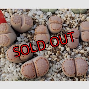 画像: pink Stitch　ex C216/2H  【25-10】