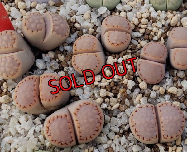 画像1: pink Stitch　ex C216/2H  【25-10】