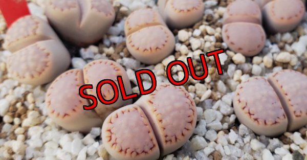 画像3: pink Stitch　ex C216/2H  【25-10】