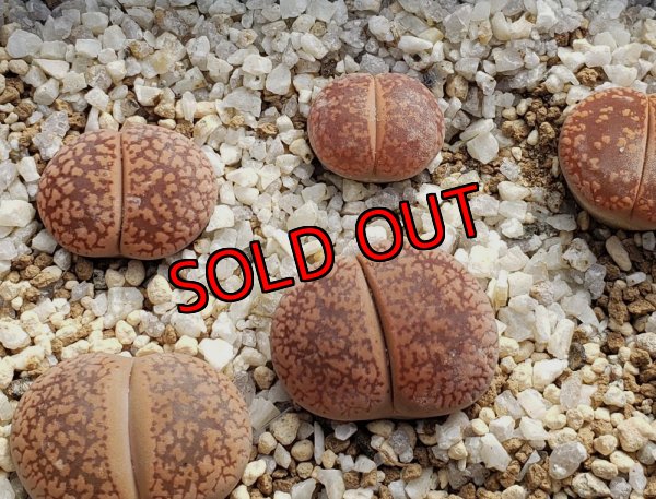 画像2: Kuruman form' C12【25-10】